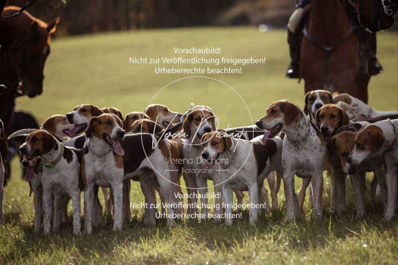 Schleppjagd_Dießen-514
