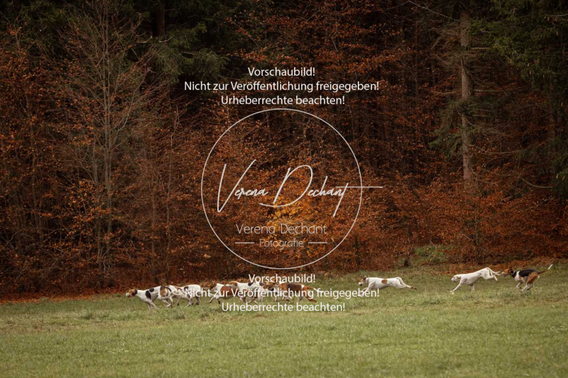 Schleppjagd_Diessen-004