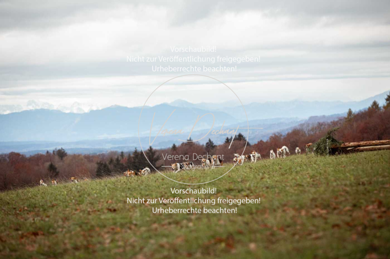 Schleppjagd_Diessen-028