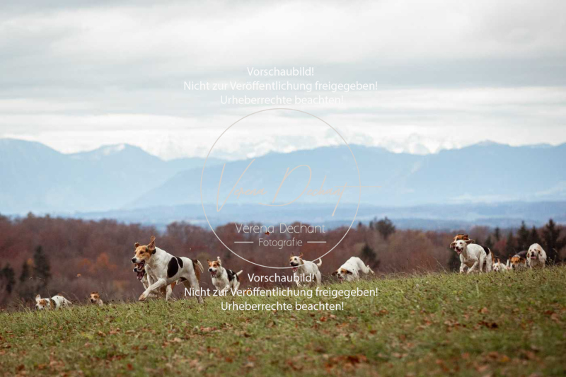 Schleppjagd_Diessen-041