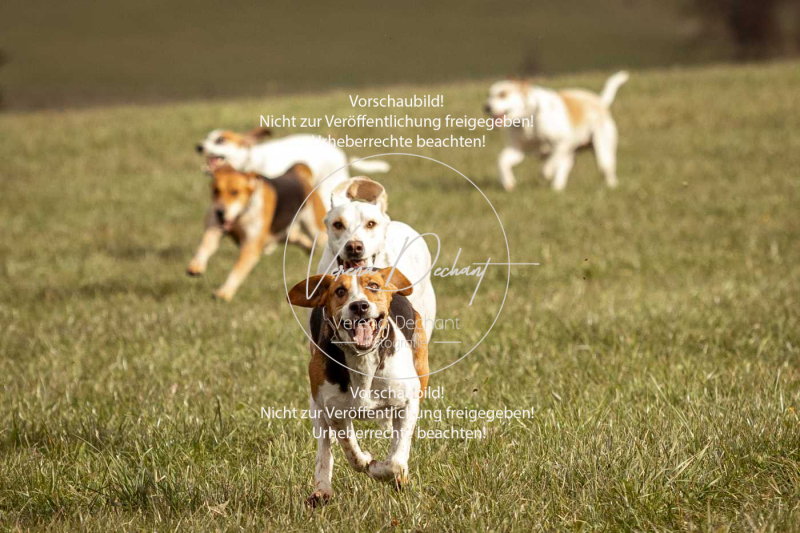 Schleppjagd_Diessen-1127