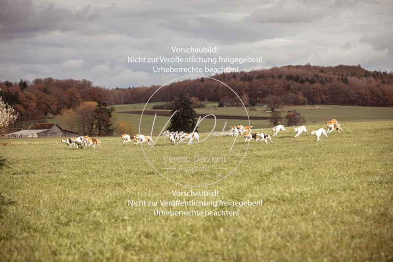 Schleppjagd_Diessen-1232