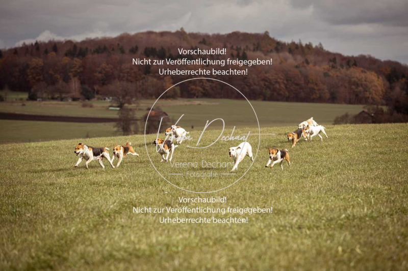 Schleppjagd_Diessen-1248