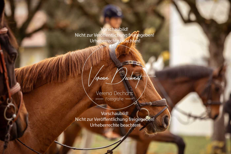 Schleppjagd_Gruenau-018-2