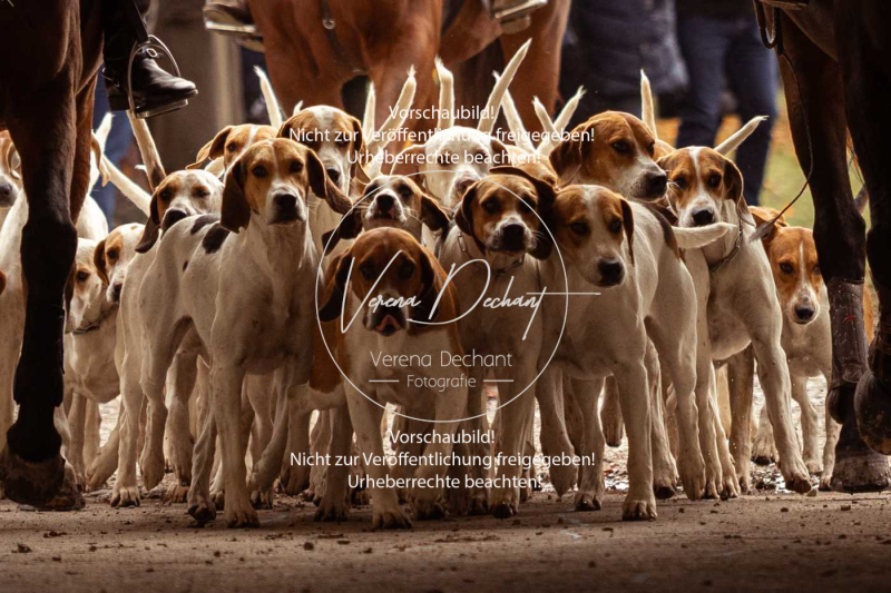 Schleppjagd_Gruenau-026