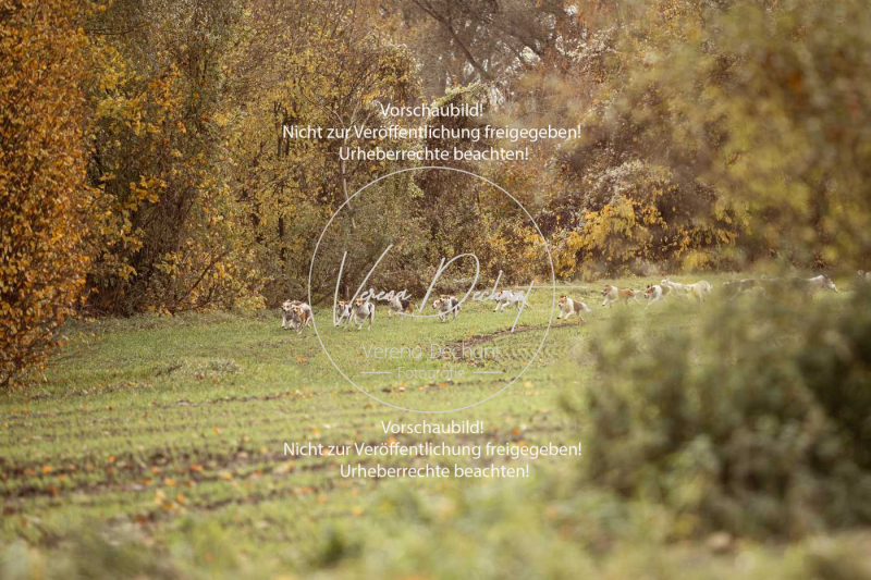 Schleppjagd_Gruenau-081