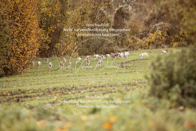 Schleppjagd_Gruenau-082