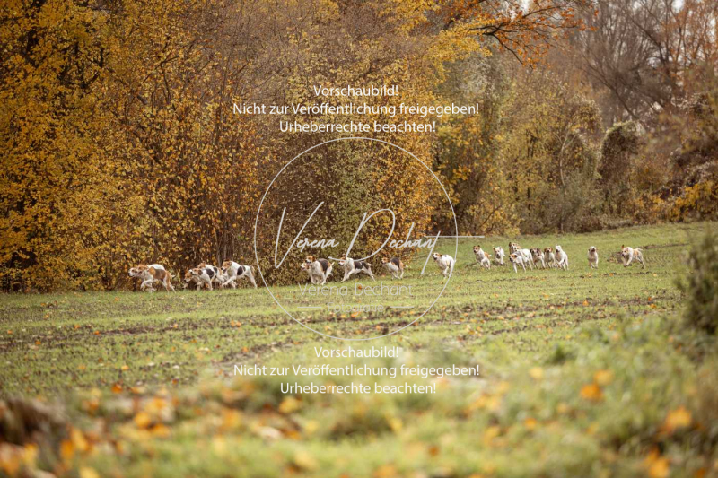 Schleppjagd_Gruenau-087