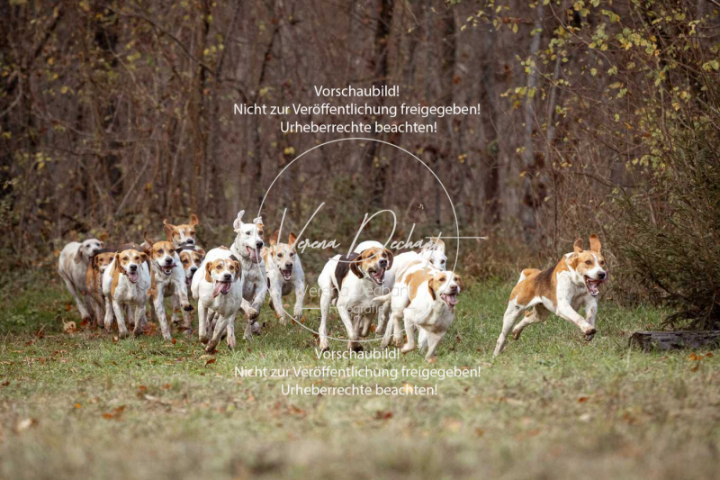 Schleppjagd_Gruenau-492