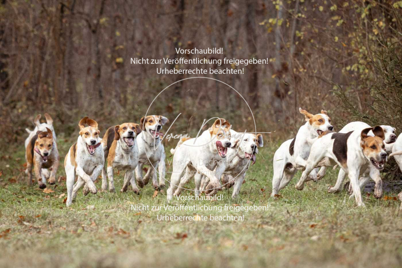 Schleppjagd_Gruenau-495