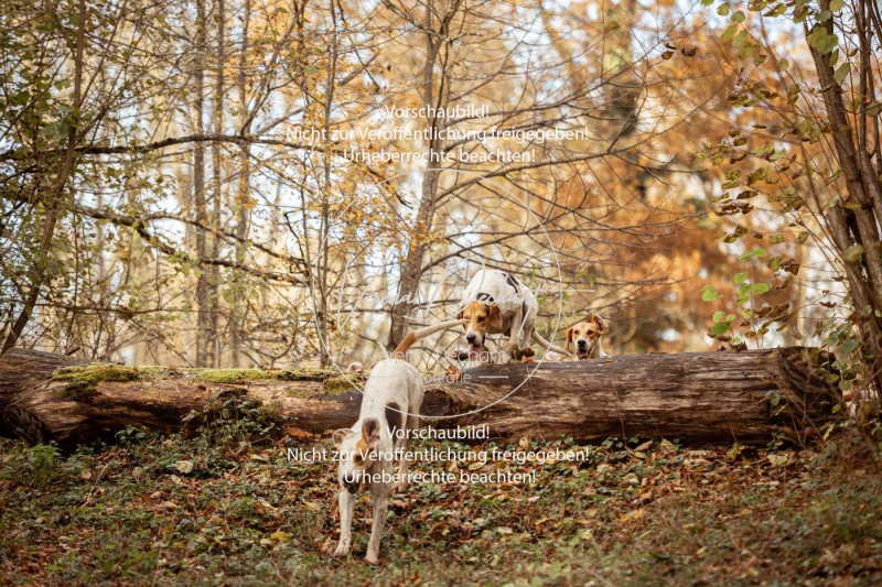 Schleppjagd_Gruenau-737