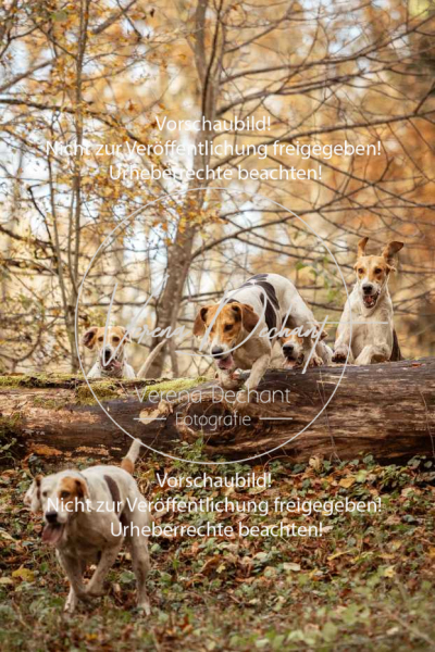 Schleppjagd_Gruenau-738