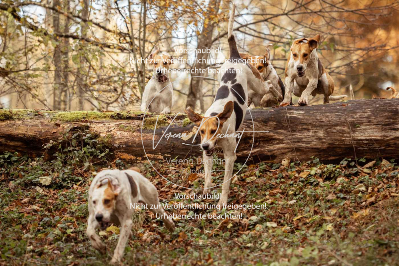 Schleppjagd_Gruenau-739