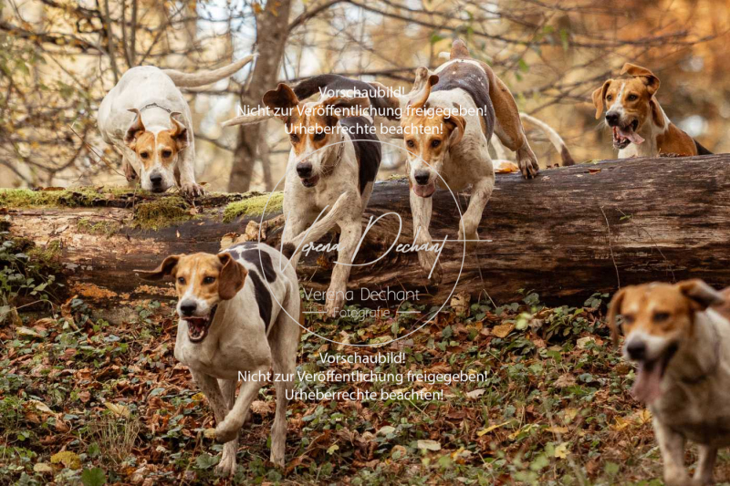 Schleppjagd_Gruenau-740