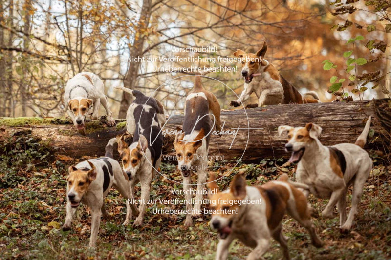 Schleppjagd_Gruenau-741