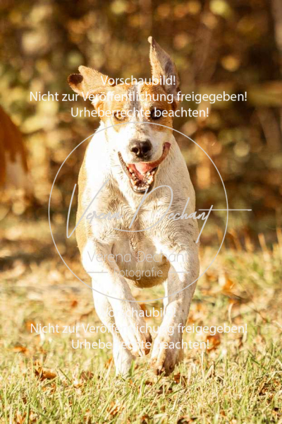 Schleppjagd_Gruenau-824