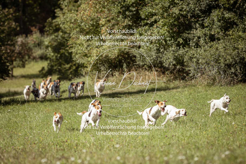 Gundelsdorf1_2025_101 Gundelsdorf1_2025_101