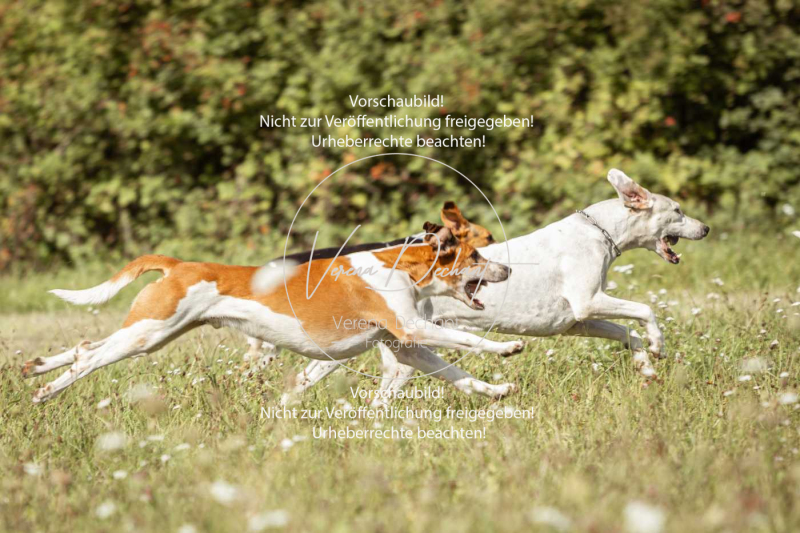 Gundelsdorf1_2025_102 Gundelsdorf1_2025_102