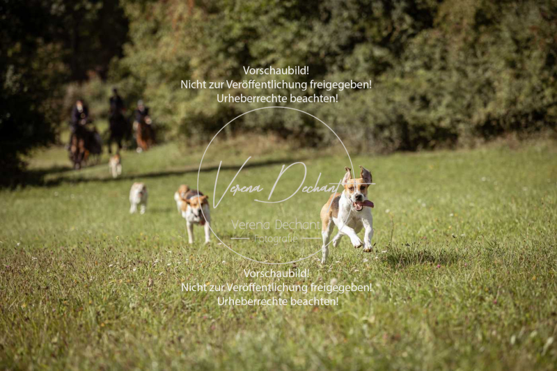 Gundelsdorf1_2025_104 Gundelsdorf1_2025_104