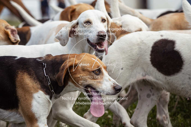 Gundelsdorf1_2025_115 Gundelsdorf1_2025_115