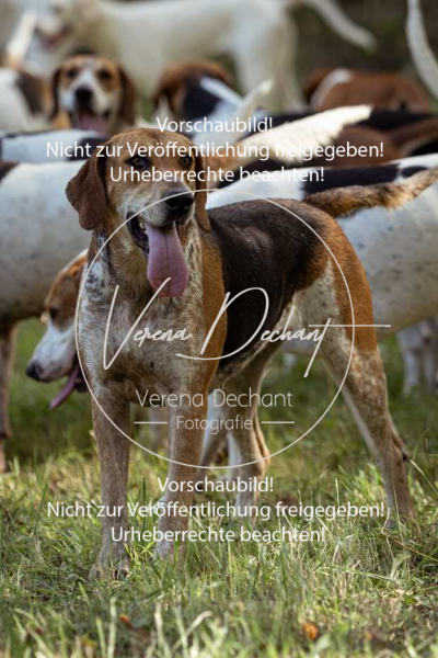 Gundelsdorf1_2025_2 Gundelsdorf1_2025_2