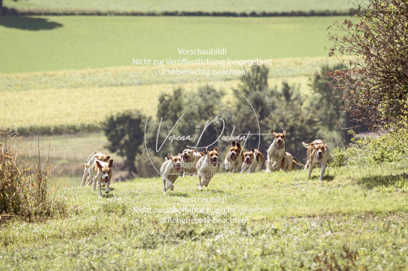 Gundelsdorf1_2025_270 Gundelsdorf1_2025_270