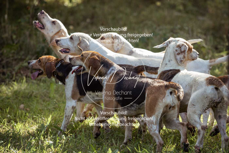 Gundelsdorf1_2025_5 Gundelsdorf1_2025_5