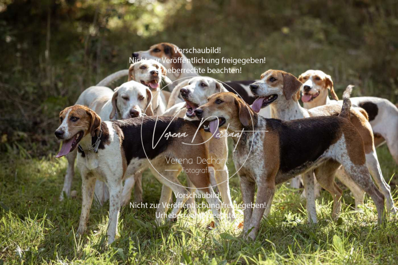 Gundelsdorf1_2025_7 Gundelsdorf1_2025_7