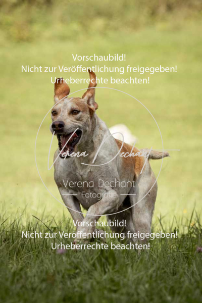 Schleppjagd_Gundelsdorf-209