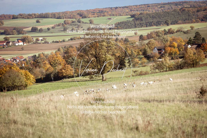 Schleppjagd_Harburg-046