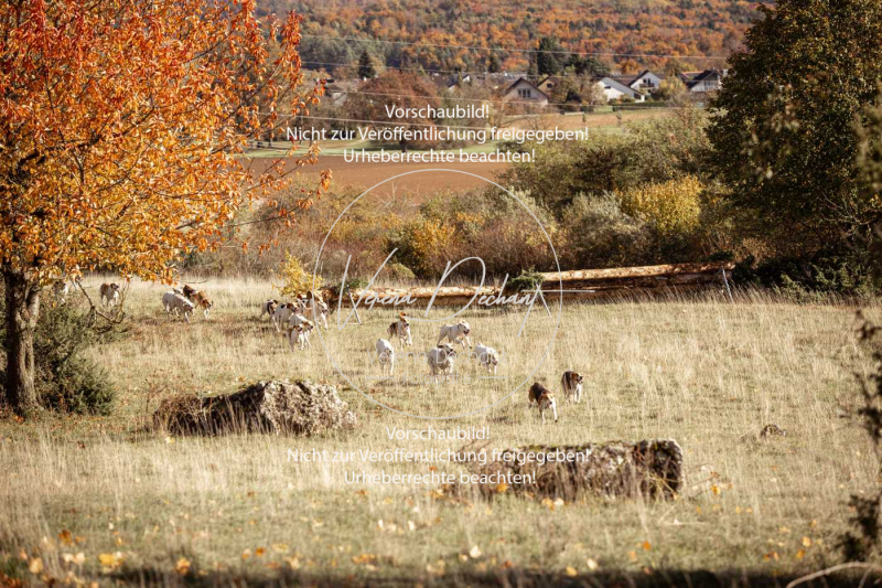 Schleppjagd_Harburg-144