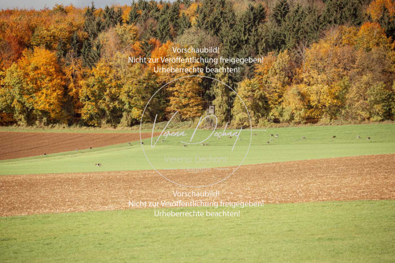 Schleppjagd_Harburg-171-2