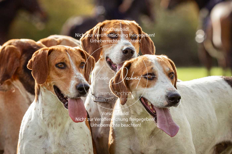 Schleppjagd_Harburg-205-2