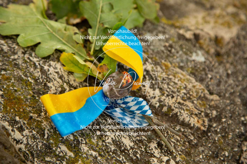 Schleppjagd_Harburg-235-2