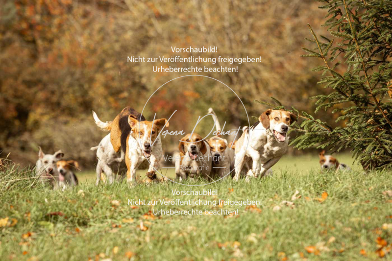 Schleppjagd_Harburg-296