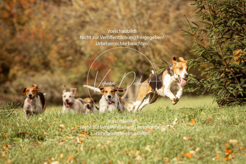 Schleppjagd_Harburg-303