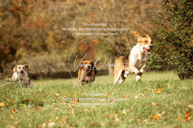 Schleppjagd_Harburg-308