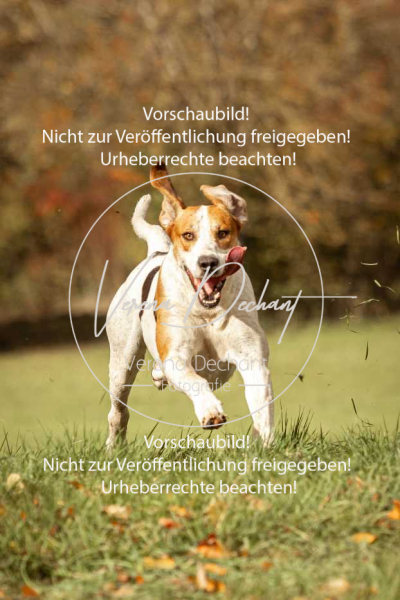 Schleppjagd_Harburg-311