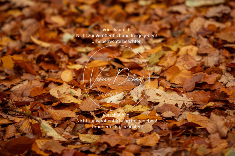 Schleppjagd_Harburg-499