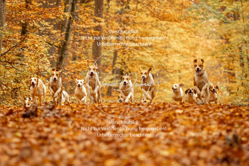 Schleppjagd_Harburg-513