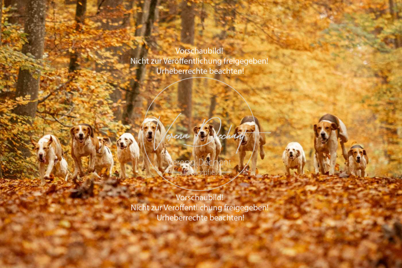 Schleppjagd_Harburg-515