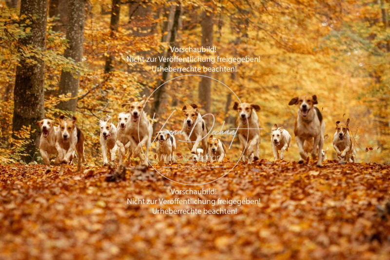 Schleppjagd_Harburg-516