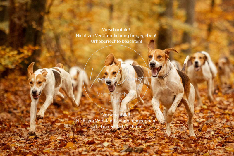 Schleppjagd_Harburg-519