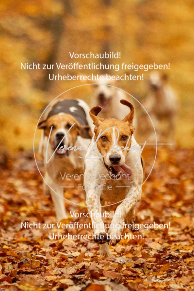 Schleppjagd_Harburg-520