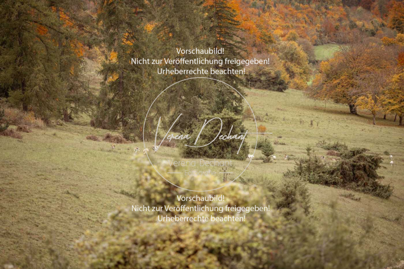 Schleppjagd_Harburg-672