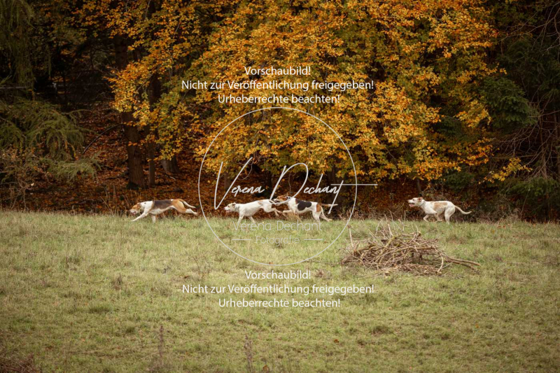 Schleppjagd_Harburg-682