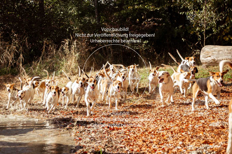 Schleppjagd_Herrenchiemsee-008 Schleppjagd_Herrenchiemsee-008