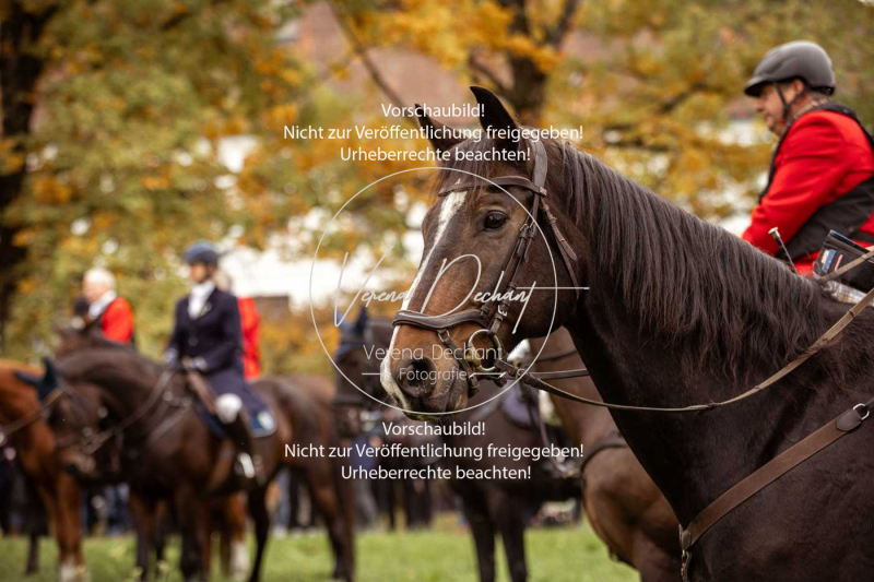 Schleppjagd_Herrenchiemsee-029 Schleppjagd_Herrenchiemsee-029