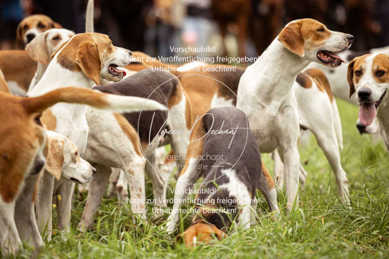 Schleppjagd_Herrenchiemsee-044 Schleppjagd_Herrenchiemsee-044