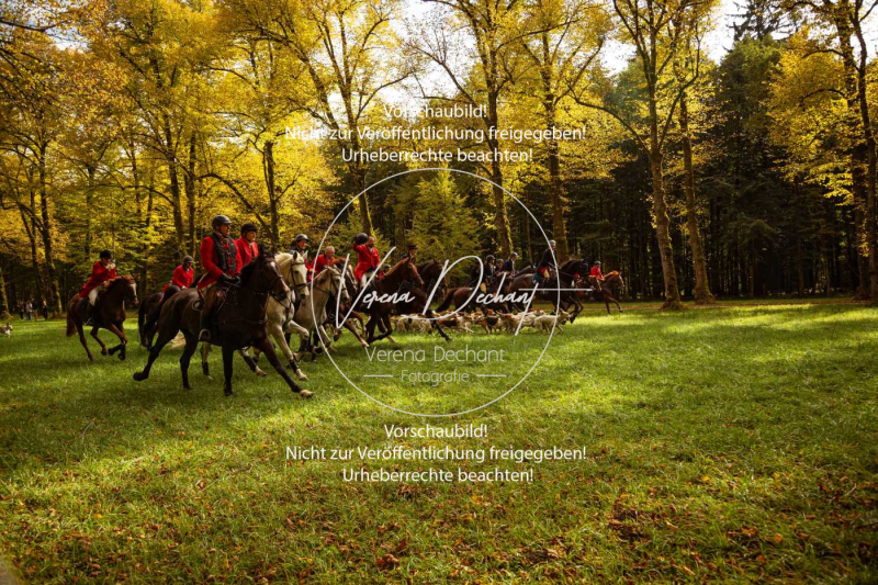 Schleppjagd_Herrenchiemsee-045-2 Schleppjagd_Herrenchiemsee-045-2